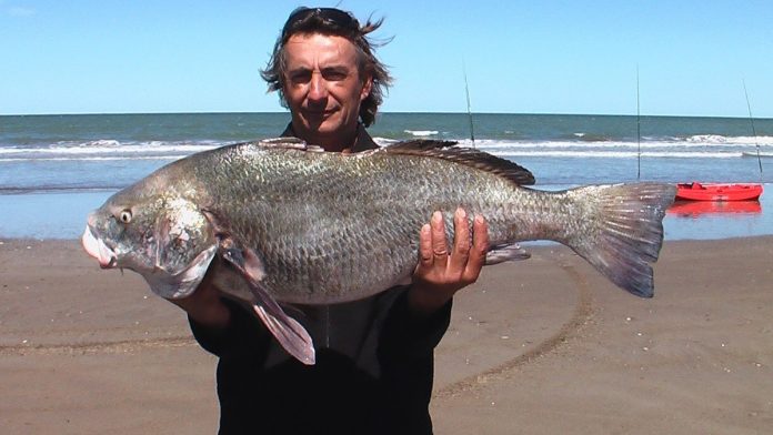 corvina negra